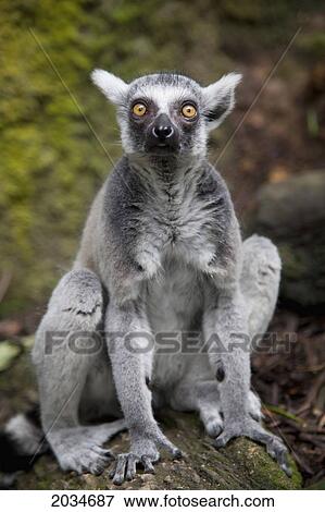 A Ring-Tailed Lemur (Lemur Catta) Sits In The Singapore Zoo; Singapore View Large Photo Image Stock Photo - A Ring-Tailed Lemur (Lemur Catta) Sits In The Singapore Zoo; Singapore. Fotosearch