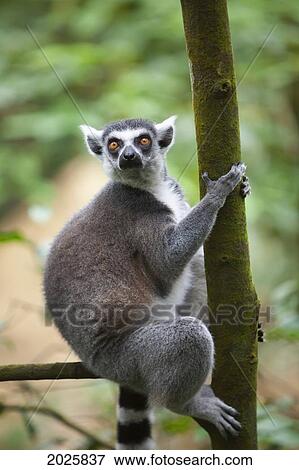 A Ring-Tailed Lemur (Lemur Catta) Climbs A Tree In The Singapore Zoo; Singapore View Large Photo Image Stock Photo - A Ring-Tailed Lemur (Lemur Catta) Climbs A Tree In The Singapore Zoo; Singapore. Fotosearch