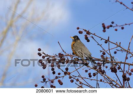 A robin sitting on an apple tree branch with dried apples and blue sky and cloud in the background; calgary alberta canada View Large Photo Image Stock Image - A robin sitting on an apple tree branch with dried apples and blue sky and cloud in the background; calgary alberta canada. Fotosearch