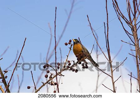 A robin sitting on an apple tree branch with dried apples and blue sky and cloud in the background; calgary alberta canada View Large Photo Image Stock Photograph - A robin sitting on an apple tree branch with dried apples and blue sky and cloud in the background; calgary alberta canada. Fotosearch