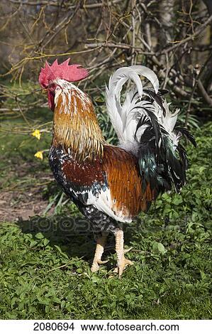Picture - A rooster; cheviots northumberland england. Fotosearch