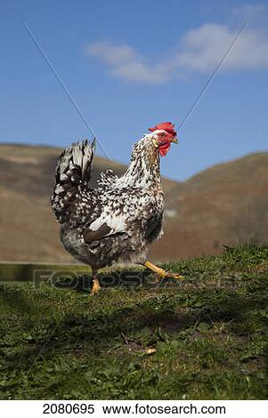 A rooster; cheviots northumberland england View Large Photo Image Stock Photography - A rooster; cheviots northumberland england. Fotosearch