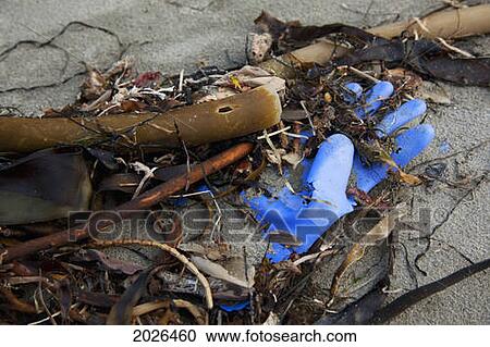 A Rubber Glove And Debris That Has Washed Up On Ucluth Beach In The Wya Point Campground Near Ucluelet On Vancouver Island; British Columbia Canada View Large Photo Image Stock Image - A Rubber Glove And Debris That Has Washed Up On Ucluth Beach In The Wya Point Campground Near Ucluelet On Vancouver Island; British Columbia Canada. Fotosearch