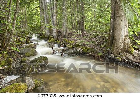 A rushing stream through a forest; osoyoos british columbia canada View Large Photo Image Stock Photography - A rushing stream through a forest; osoyoos british columbia canada. Fotosearch