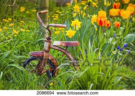 A rusty tricycle sits in a garden of colourful spring flowers; vancouver island british columbia canada View Large Photo Image Picture - A rusty tricycle sits in a garden of colourful spring flowers; vancouver island british columbia canada. Fotosearch