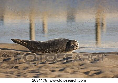 Stock Photo - A Sea Lion Resting On The Sand; Holy Island Northumberland England. Fotosearch