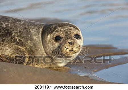 A Sea Lion Resting On The Sand; Holy Island Northumberland England View Large Photo Image Stock Photo - A Sea Lion Resting On The Sand; Holy Island Northumberland England. Fotosearch