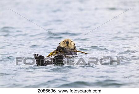Stock Photograph - A sea otter hangs on to kelp in nootka sound on the west coast; vancouver island british columbia canada. Fotosearch