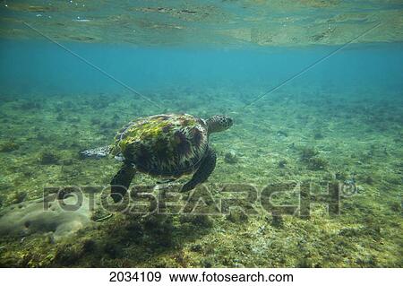 A Sea Turtle Swims Underwater In The Apo Island Marine Reserve And Fish Sanctuary; Apo Island Philippines View Large Photo Image Stock Photo - A Sea Turtle Swims Underwater In The Apo Island Marine Reserve And Fish Sanctuary; Apo Island Philippines. Fotosearch