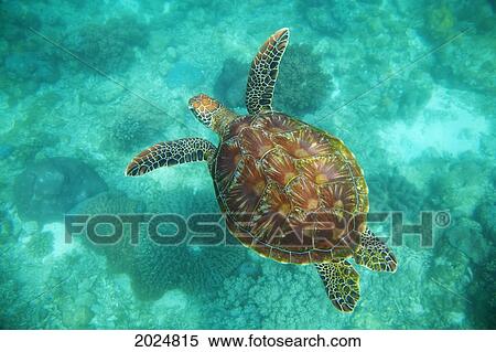 A Sea Turtle Swims Underwater In The Apo Island Marine Reserve And Fish Sanctuary; Apo Island s Oriental Philippines View Large Photo Image Stock Photography - A Sea Turtle Swims Underwater In The Apo Island Marine Reserve And Fish Sanctuary; Apo Island s Oriental Philippines. Fotosearch