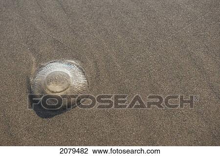 A seashell in the sand; newport oregon united states of america View Large Photo Image Stock Image - A seashell in the sand; newport oregon united states of america. Fotosearch