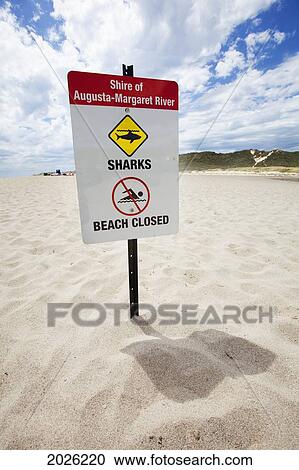 A Shark Warning Sign Posted At Rivermouth Beach Near Margaret River And Prevelly; Western Australia Australia View Large Photo Image Stock Image - A Shark Warning Sign Posted At Rivermouth Beach Near Margaret River And Prevelly; Western Australia Australia. Fotosearch