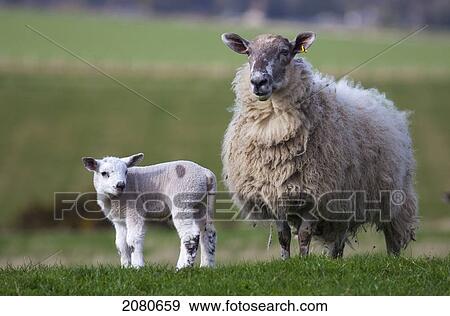 A sheep and lamb standing on grass; northumberland england View Large Photo Image Stock Photo - A sheep and lamb standing on grass; northumberland england. Fotosearch