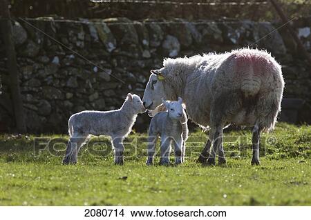 Picture - A sheep and two lambs; dumfries scotland. Fotosearch