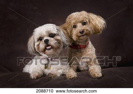 A shihtzu and a poodle on a brown backdrop; st. albert alberta canada View Large Photo Image Stock Image - A shihtzu and a poodle on a brown backdrop; st. albert alberta canada. Fotosearch