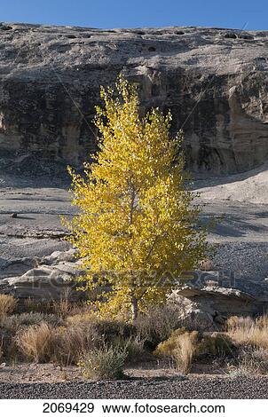 A Single Tree Stands With Cliffs In The Background In Glen Canyon National Recreation Area; Utah United States Of America View Large Photo Image Stock Photo - A Single Tree Stands With Cliffs In The Background In Glen Canyon National Recreation Area; Utah United States Of America. Fotosearch