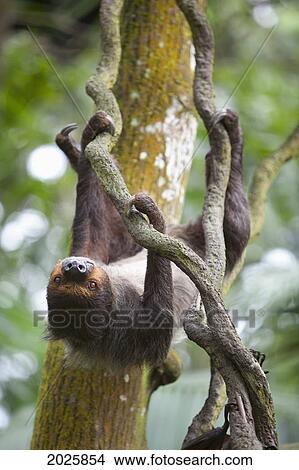 A Sloth Slowly Moves Around Upside Down In Trees At The Singapore Zoo; Singapore View Large Photo Image Picture - A Sloth Slowly Moves Around Upside Down In Trees At The Singapore Zoo; Singapore. Fotosearch