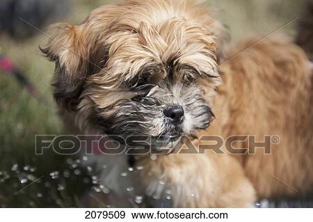 Stock Photo - A small dog getting splashed by water; edmonton alberta canada. Fotosearch