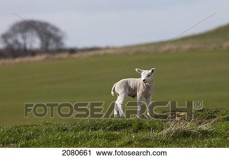 A small lamb standing alone on a grass field; northumberland england View Large Photo Image Stock Image - A small lamb standing alone on a grass field; northumberland england. Fotosearch
