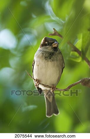A Sparrow Perched On A Small Branch; Tarifa Cadiz Andalusia Spain View Large Photo Image Picture - A Sparrow Perched On A Small Branch; Tarifa Cadiz Andalusia Spain. Fotosearch