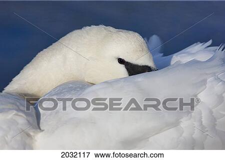 Stock Photo - A Swan Buries It's Head Into It's Wing Feathers; Holy Island Northumberland England. Fotosearch