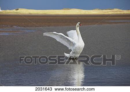 A Swan Lands On The Water With It's Wings Outstretched; Northumberland England View Large Photo Image Stock Image - A Swan Lands On The Water With It's Wings Outstretched; Northumberland England. Fotosearch