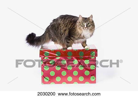 Stock Image - A Tabby Cat On A Red And Green Polka Dot Gift Box. Fotosearch