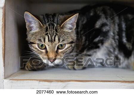 A tabby kitten sitting inside a small cubby; spruce grove alberta canada View Large Photo Image Stock Image - A tabby kitten sitting inside a small cubby; spruce grove alberta canada. Fotosearch