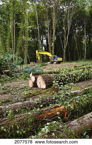 A tractor with grapple moving cut logs in a forest; portland oregon united states of america View Large Photo Image Stock Photo - A tractor with grapple moving cut logs in a forest; portland oregon united states of america. Fotosearch