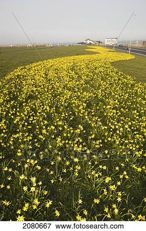 A trail of yellow flowers along a road; south shields tyne and wear england View Large Photo Image Stock Photo - A trail of yellow flowers along a road; south shields tyne and wear england. Fotosearch