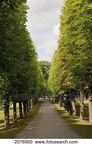 A tree lined path at drottningholm palace; stockholm sweden View Large Photo Image Stock Image - A tree lined path at drottningholm palace; stockholm sweden. Fotosearch