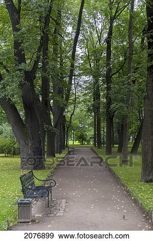 A tree lined path with a bench; st. petersburg russia View Large Photo Image Stock Photo - A tree lined path with a bench; st. petersburg russia. Fotosearch