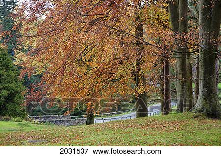 A Tree With Autumn Colours Beside A Road; Northumberland England View Large Photo Image Stock Photo - A Tree With Autumn Colours Beside A Road; Northumberland England. Fotosearch