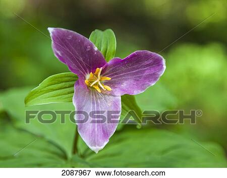 Stock Photo - A trillium has changed its colour from white to pink in the last stages of its blooming period in spring on vancouver island; british columbia canada. Fotosearch