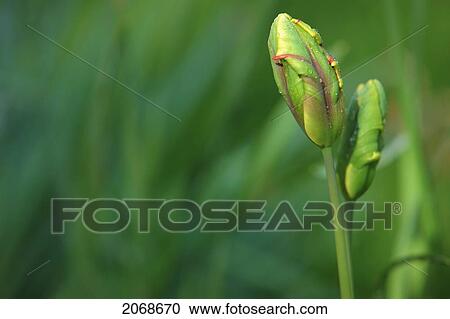A Tulip Bud Against Bed Of Green Grass; Troutdale Oregon United States Of America View Large Photo Image Stock Image - A Tulip Bud Against Bed Of Green Grass; Troutdale Oregon United States Of America. Fotosearch