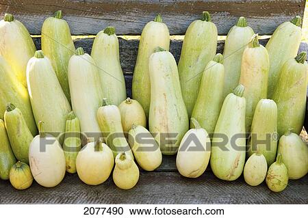 A variety of squash on display; parkland county alberta canada View Large Photo Image Stock Image - A variety of squash on display; parkland county alberta canada. Fotosearch