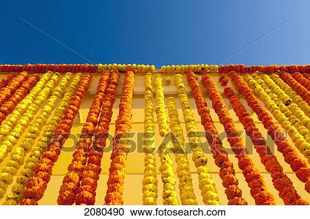 A wall made with strings of yellow and red flowers; ludhiana punjab india View Large Photo Image Stock Image - A wall made with strings of yellow and red flowers; ludhiana punjab india. Fotosearch