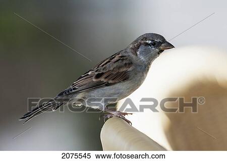 A Watchful Sparrow; Tarifa Cadiz Andalusia Spain View Large Photo Image Stock Photography - A Watchful Sparrow; Tarifa Cadiz Andalusia Spain. Fotosearch