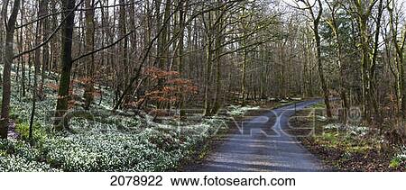 A wet road and snowdrops (galanthus) in a forest; gatehouse of fleet dumfries scotland View Large Photo Image Stock Image - A wet road and snowdrops (galanthus) in a forest; gatehouse of fleet dumfries scotland. Fotosearch