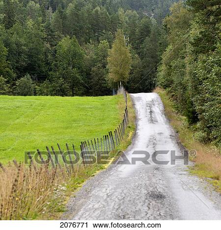 Stock Image - A wet road leading towards a dense forest; norway. Fotosearch