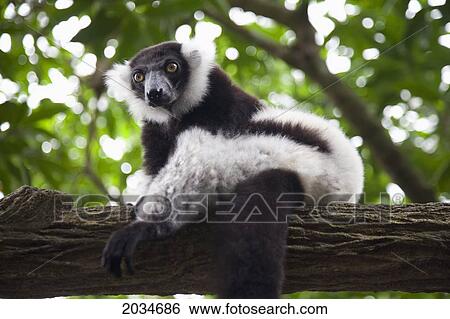 A White-And-Black Ruffed Lemur (Varecia Variegata) At The Singapore Zoo; Singapore View Large Photo Image Stock Photograph - A White-And-Black Ruffed Lemur (Varecia Variegata) At The Singapore Zoo; Singapore. Fotosearch