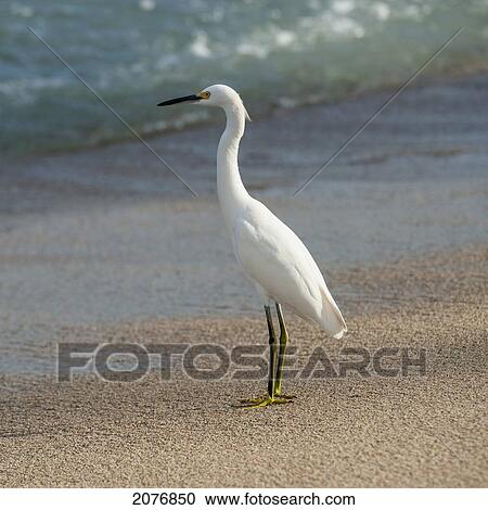 A white bird standing on the sand at the water's edge; sayulita mexico View Large Photo Image Stock Image - A white bird standing on the sand at the water's edge; sayulita mexico. Fotosearch