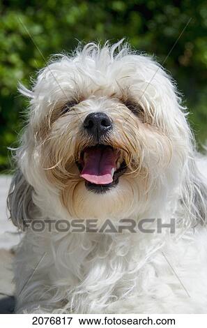 A white cockapoo; lake of the woods ontario canada View Large Photo Image Stock Photo - A white cockapoo; lake of the woods ontario canada. Fotosearch