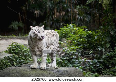 A White Tiger At The Singapore Zoo; Singapore View Large Photo Image Stock Image - A White Tiger At The Singapore Zoo; Singapore. Fotosearch