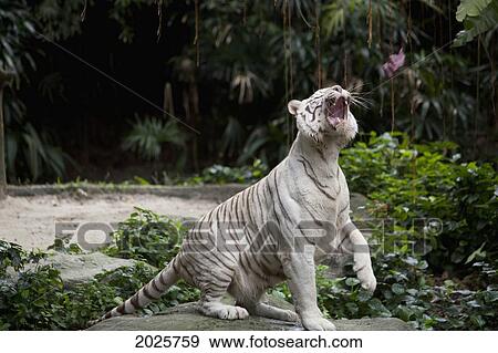 Stock Photo - A White Tiger At The Singapore Zoo; Singapore. Fotosearch