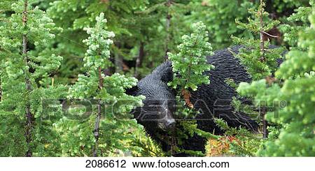 A wild black bear forages in the forest; whistler british columbia canada View Large Photo Image Stock Image - A wild black bear forages in the forest; whistler british columbia canada. Fotosearch