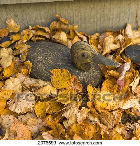A wooden duck sits in yellow fallen leaves in autumn; lake of the woods ontario canada View Large Photo Image Stock Image - A wooden duck sits in yellow fallen leaves in autumn; lake of the woods ontario canada. Fotosearch