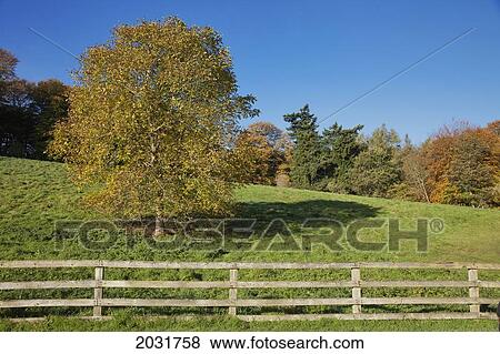 A Wooden Rail Fence With Trees In Autumn Colours; Scottish Borders Scotland View Large Photo Image Stock Photo - A Wooden Rail Fence With Trees In Autumn Colours; Scottish Borders Scotland. Fotosearch