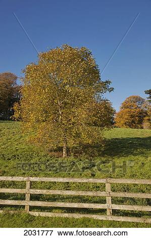 Stock Photo - A Wooden Rail Fence With Trees In Autumn Colours; Scottish Borders Scotland. Fotosearch