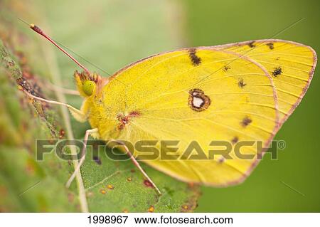 A Yellow Butterfly In A Leaf; Dundee Ohio United States Of America View Large Photo Image Stock Photo - A Yellow Butterfly In A Leaf; Dundee Ohio United States Of America. Fotosearch